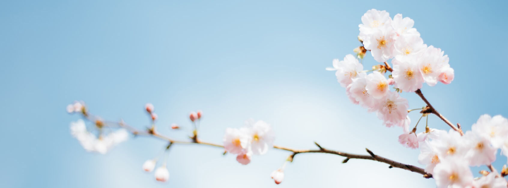 代芹